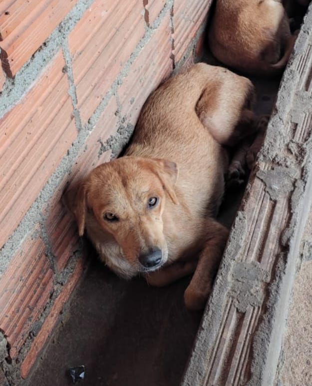 Pet